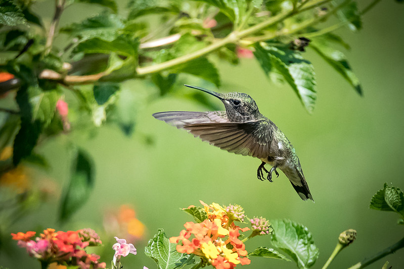 green-hummingbird.jpg