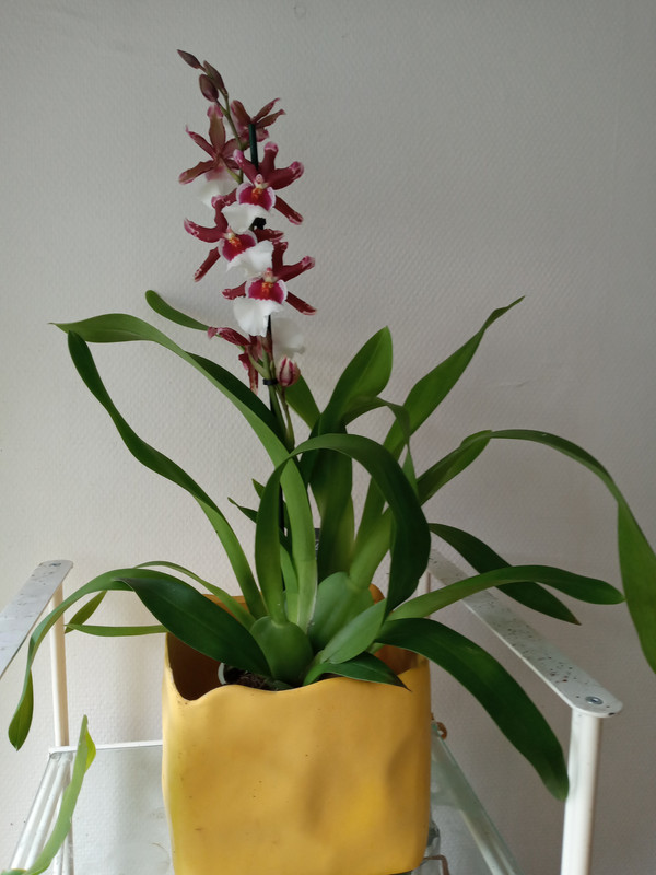 [Image: 20200706-120659.jpg]