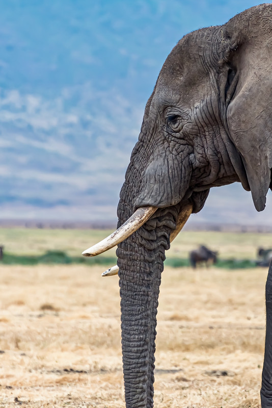 Red elephant in Tsavo National Park, Kenya