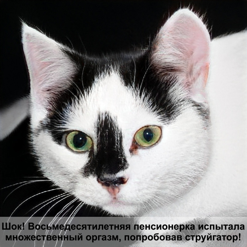 как чистить зубы кошке