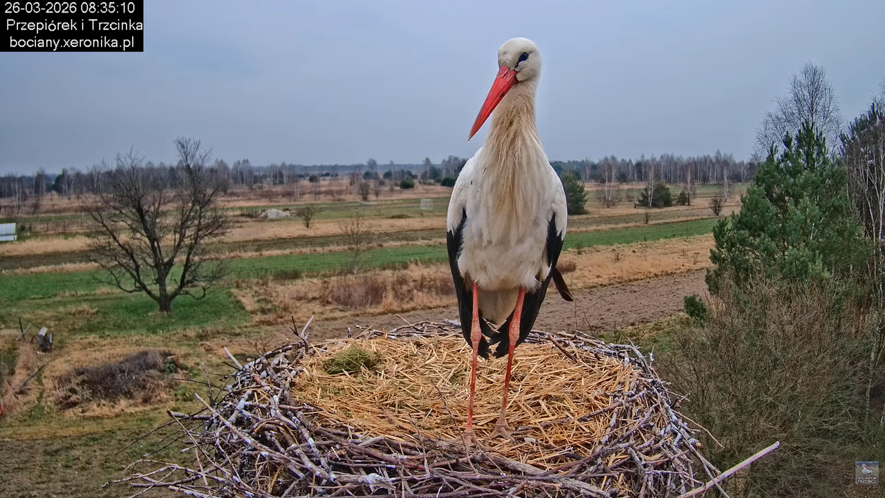 26032026bociany 20