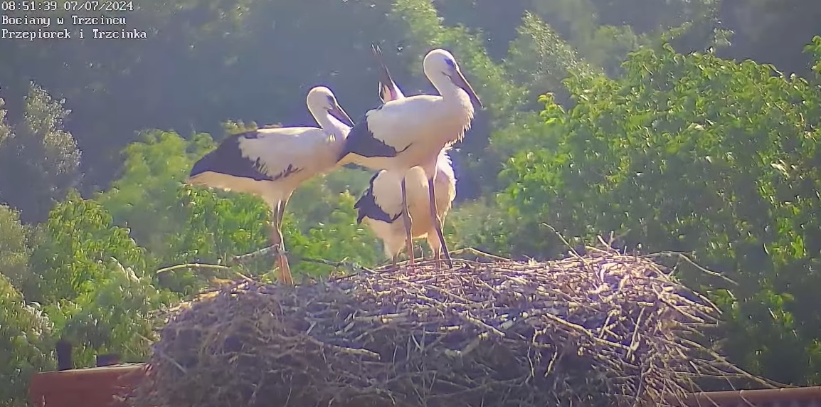 krazowniknadgniazdem