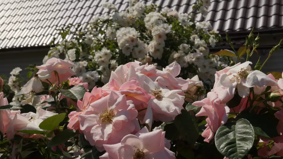 aef09c05fccf36c54716972485b1bf75