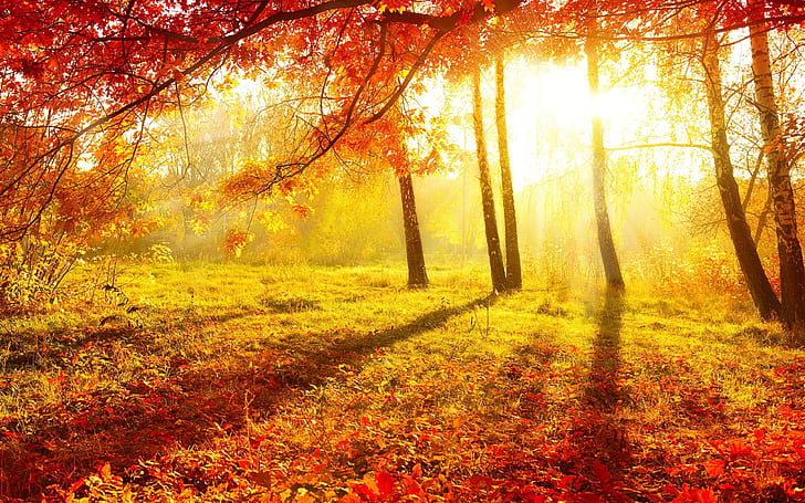 [Image: beautiful-autumn-forest-trees-red-leaves...allpap.jpg]