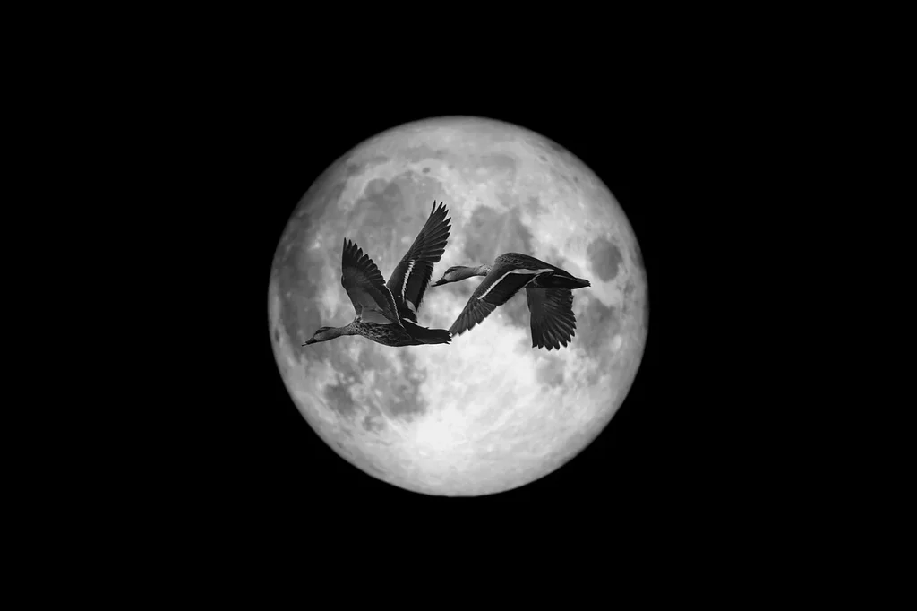 B-W-moon-geese.webp