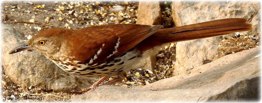 brownthrasher.jpg