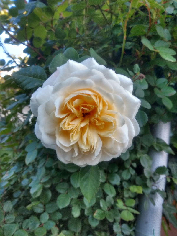 IMG_20190430_073338597_HDR