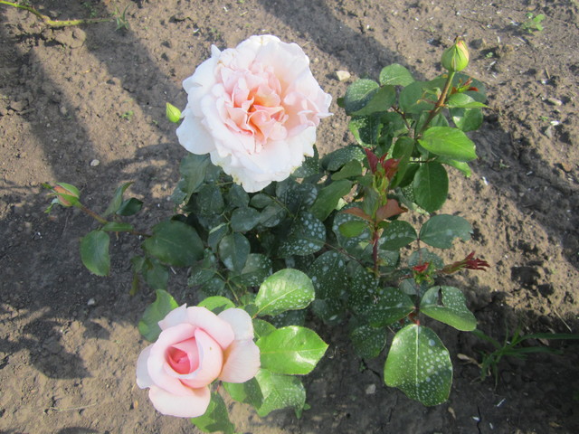 IMG_1124[1]