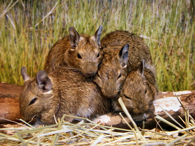 degus_by_blueflame74