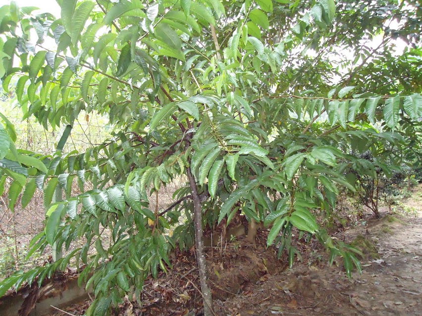 Rollinia mucosa 'Humongous'  DSC00771