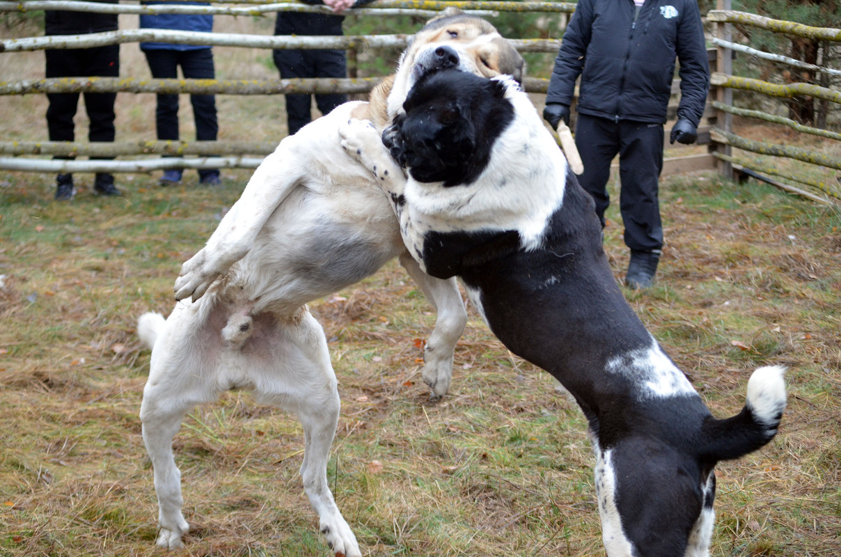 Халк - Сако (7)