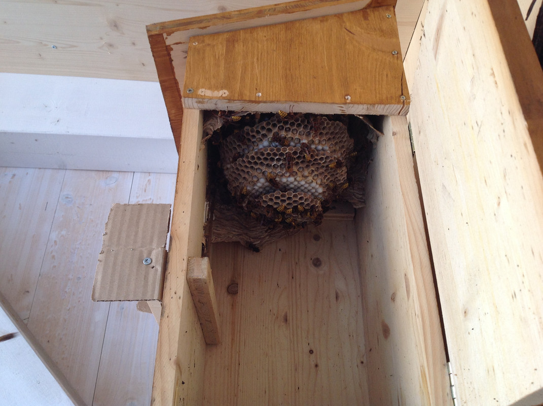 Vespa crabro germana 08.August 2015  (1)