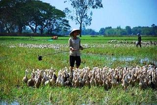 thanh - DÒNG TRUYỆN THƠ VUI VỀ ĐỜI SỐNG, TÌNH CẢM & MƯU SINH...Của Nguyễn Thành Sáng&Tam Muội - Page 4 Cu-nhan-that-nghiep-di-chan-vit-kiem-song-1