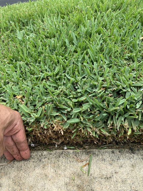 St Augustine Dense Looping The Lawn Forum