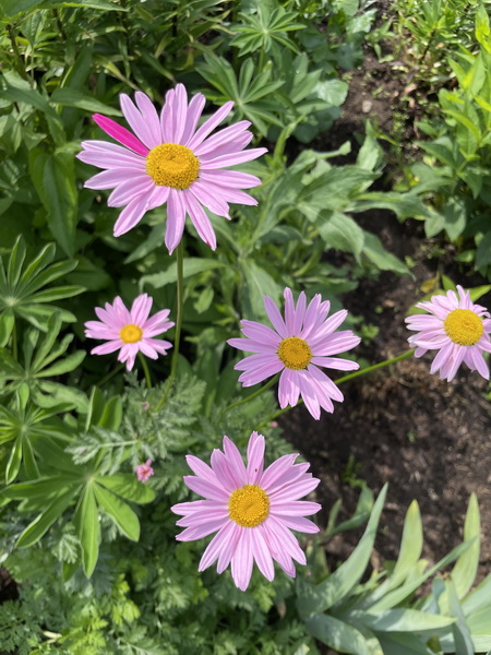 https://i.postimg.cc/xdbPxBy8/IMG-1729.jpg