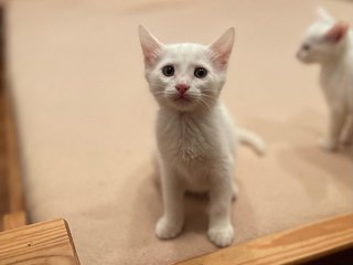 ABE536FB-2492-4147-9B35-6AD27D24A70A