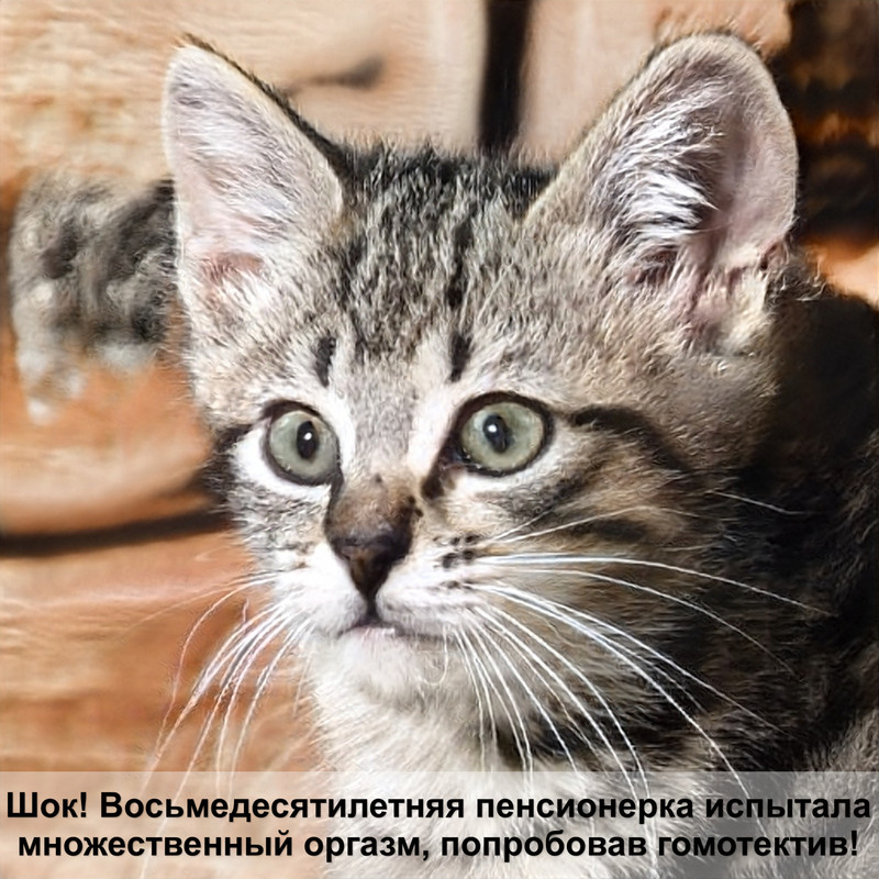 бенгальская кошка рыжий окрас