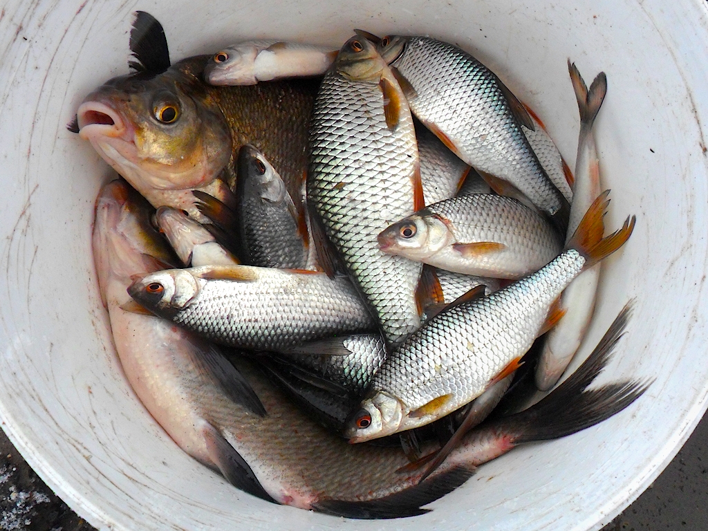 Улов после отбора