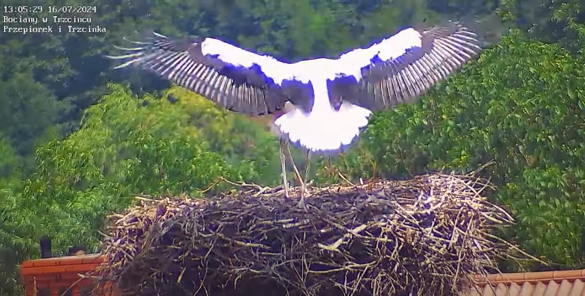 eleganckieladowanieflorci