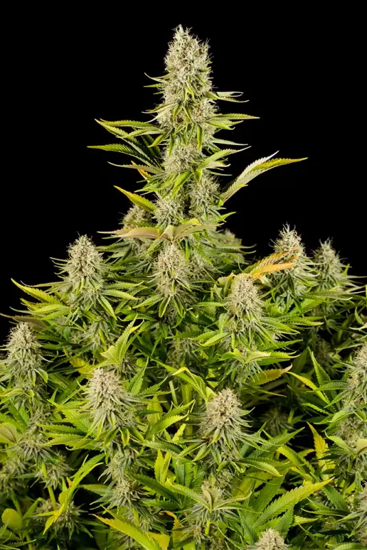 Image of Amnesia Kush