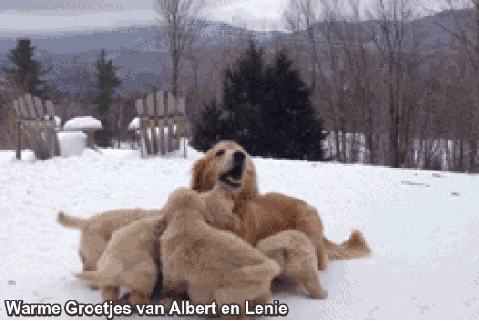 An den Beitrag angehängtes Bild: https://i.postimg.cc/xdd88b5D/hondjes-in-sneeuw-warme-groetjes.gif