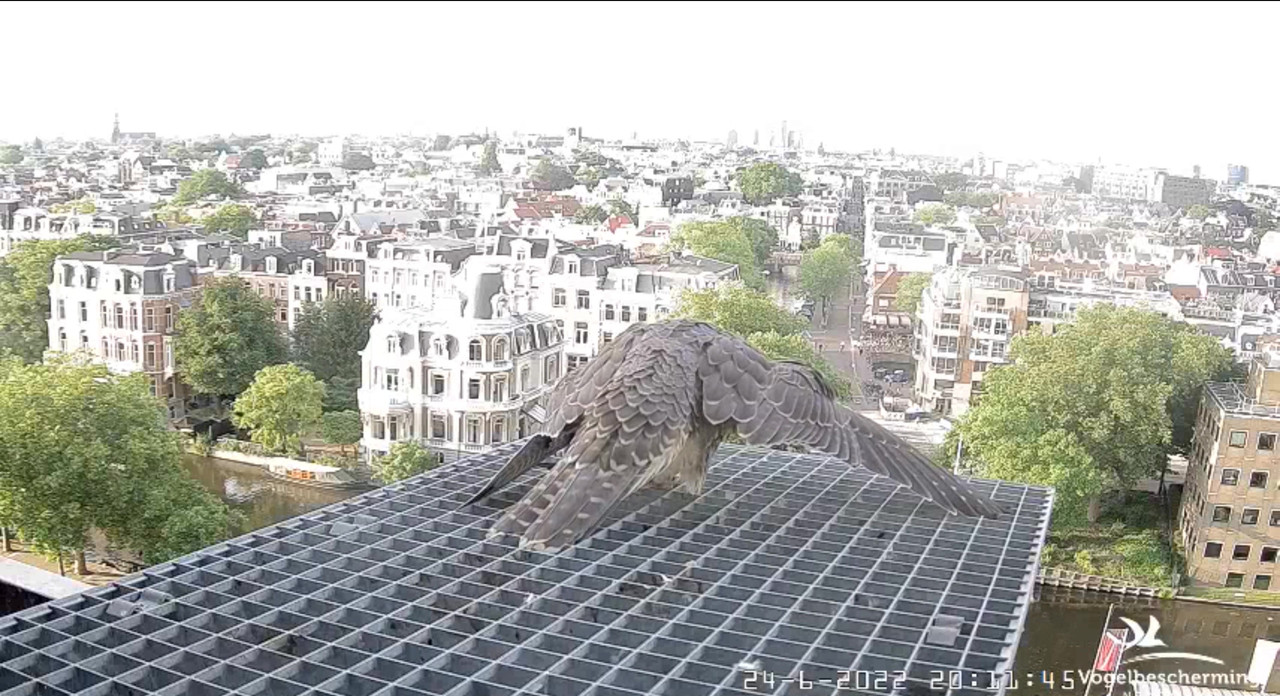 Amsterdam/Rijksmuseum screenshots © Beleef de Lente/Vogelbescherming Nederland - Pagina 32 Video-2022-06-24-201601-Moment-8