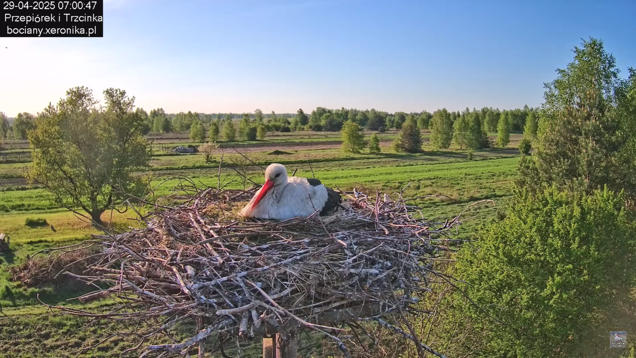29042025bociany8