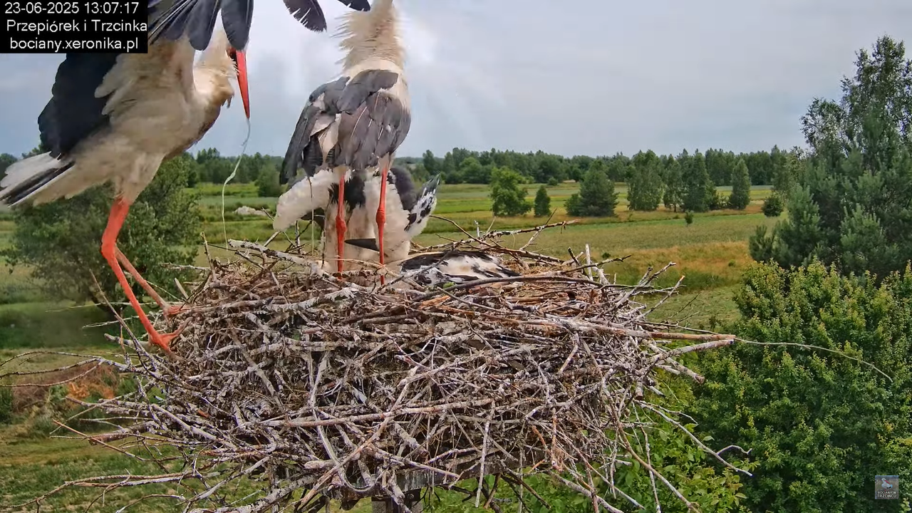 23062025bociany26