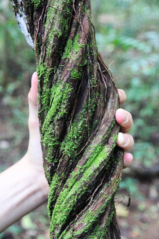 DIA 13: EXCURSIÓN DE UN DÍA A CORCOVADO - DE TORTUGAS Y PEREZOSOS. COSTA RICA 2019 (35)