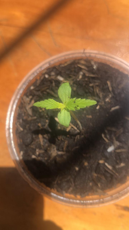 WhatsApp Image 2021-05-20 at 11.51.10 AM