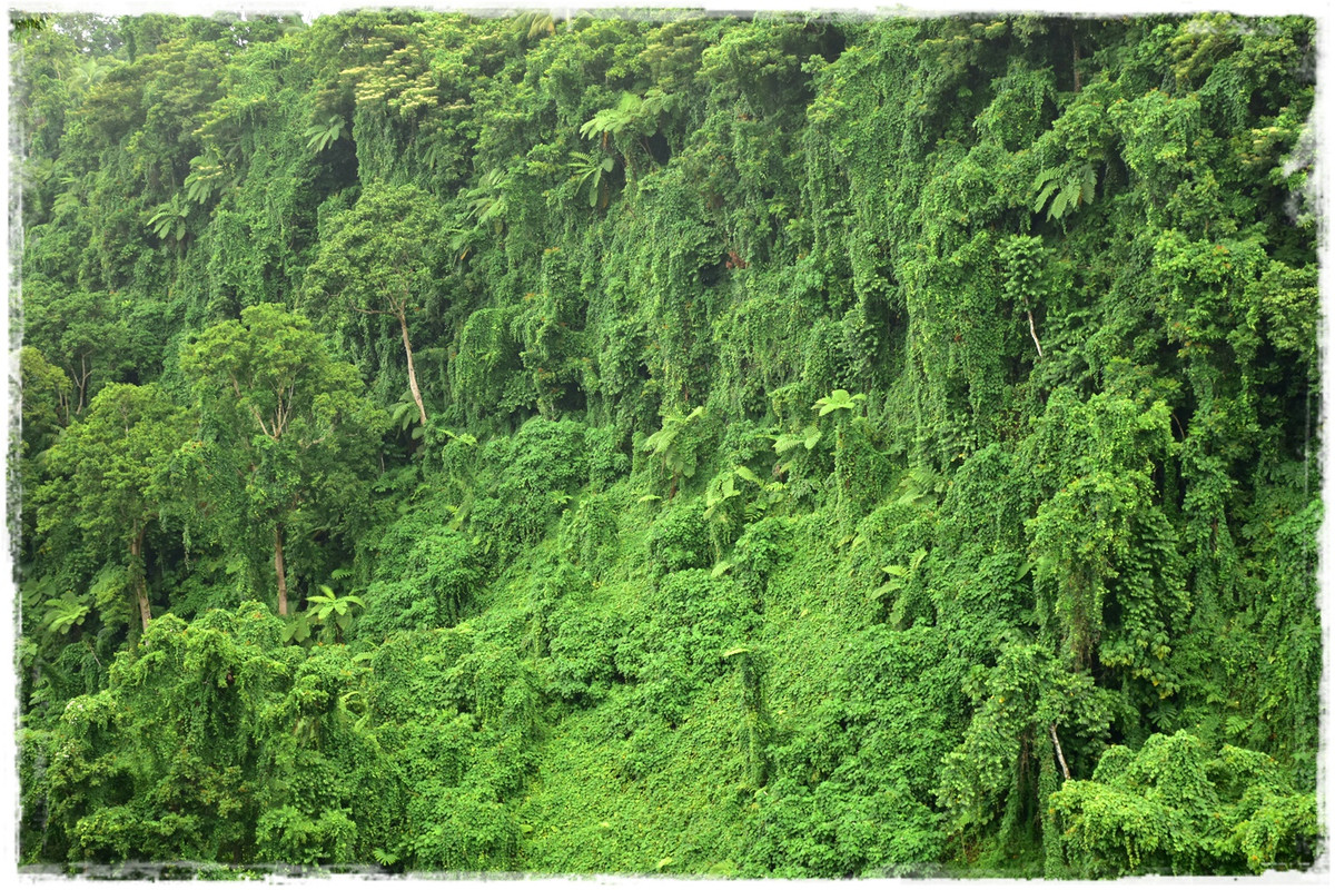 Día 9. Upolu: de vuelta a Apia - Talofa! Samoa, una perla en el Pacífico (8)