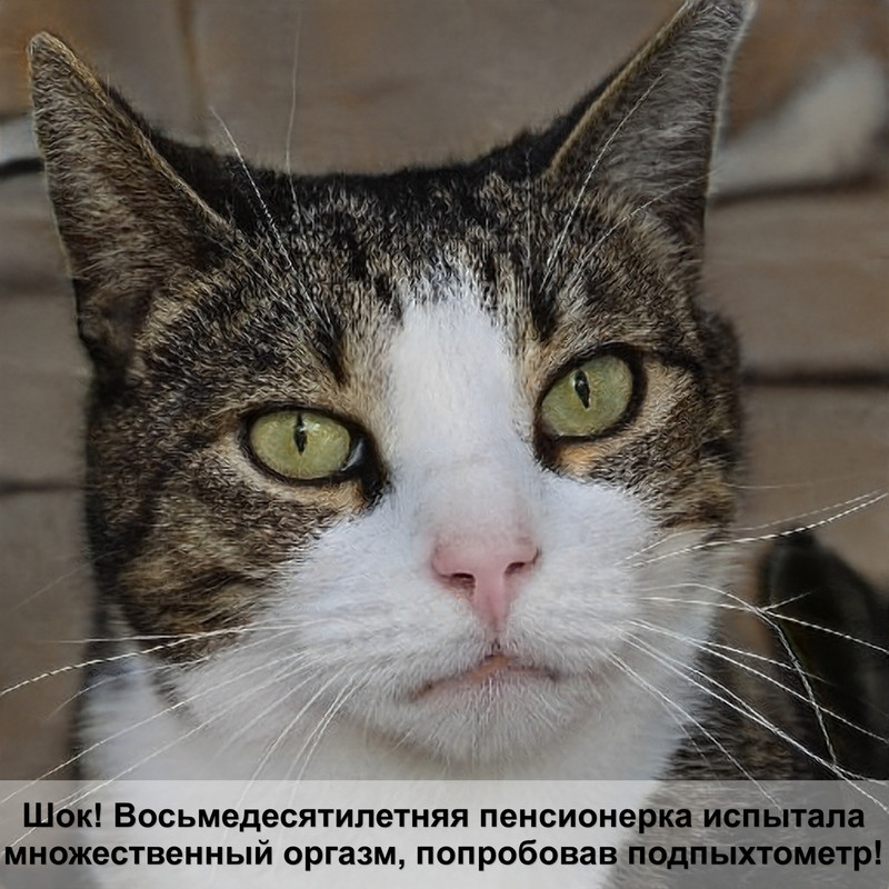 ошейник для кошки с медальоном