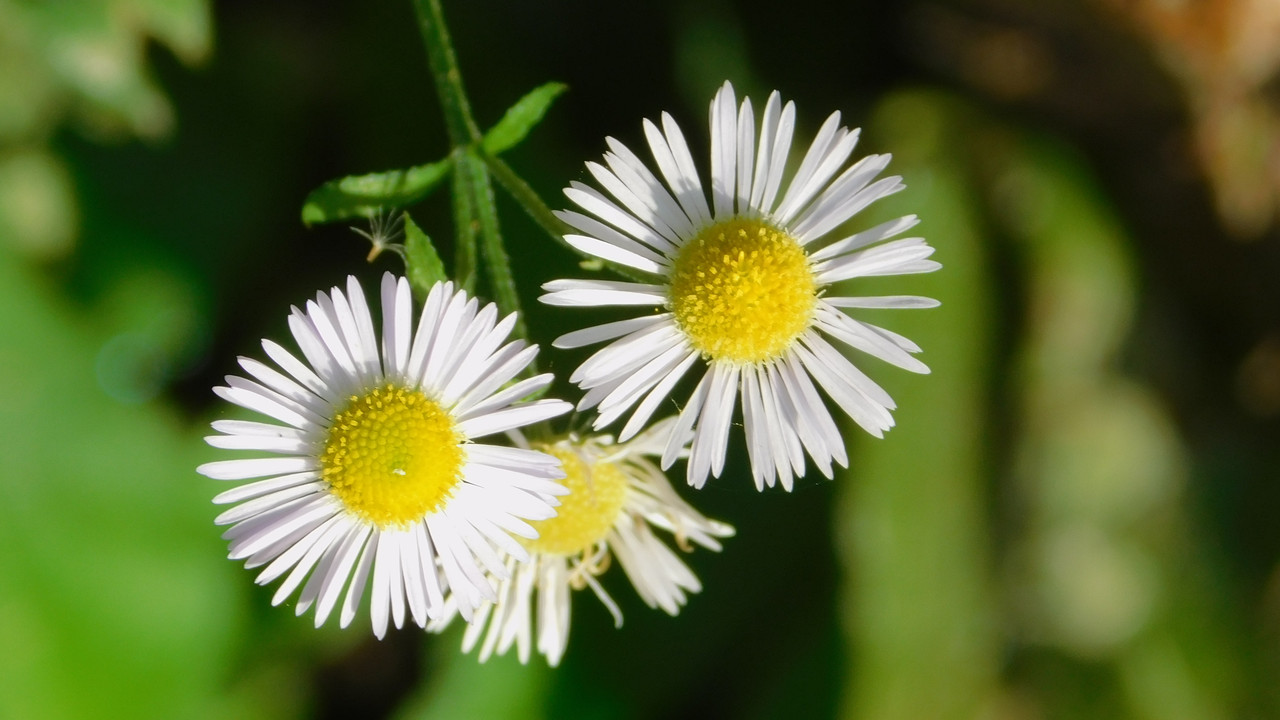 сентябрь дачно-миниатюр 2025 099