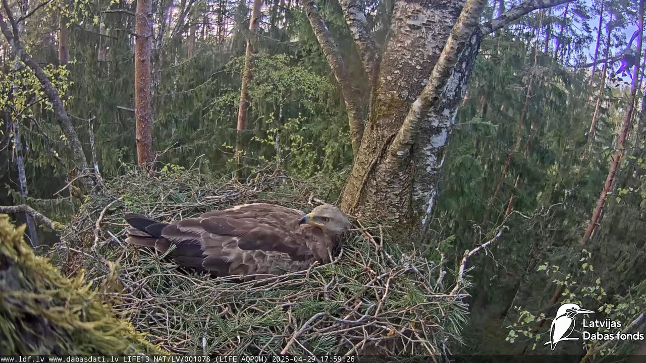 Mazais ērglis (Clanga pomarina), ligzda bērzā 13-19-1 screenshot