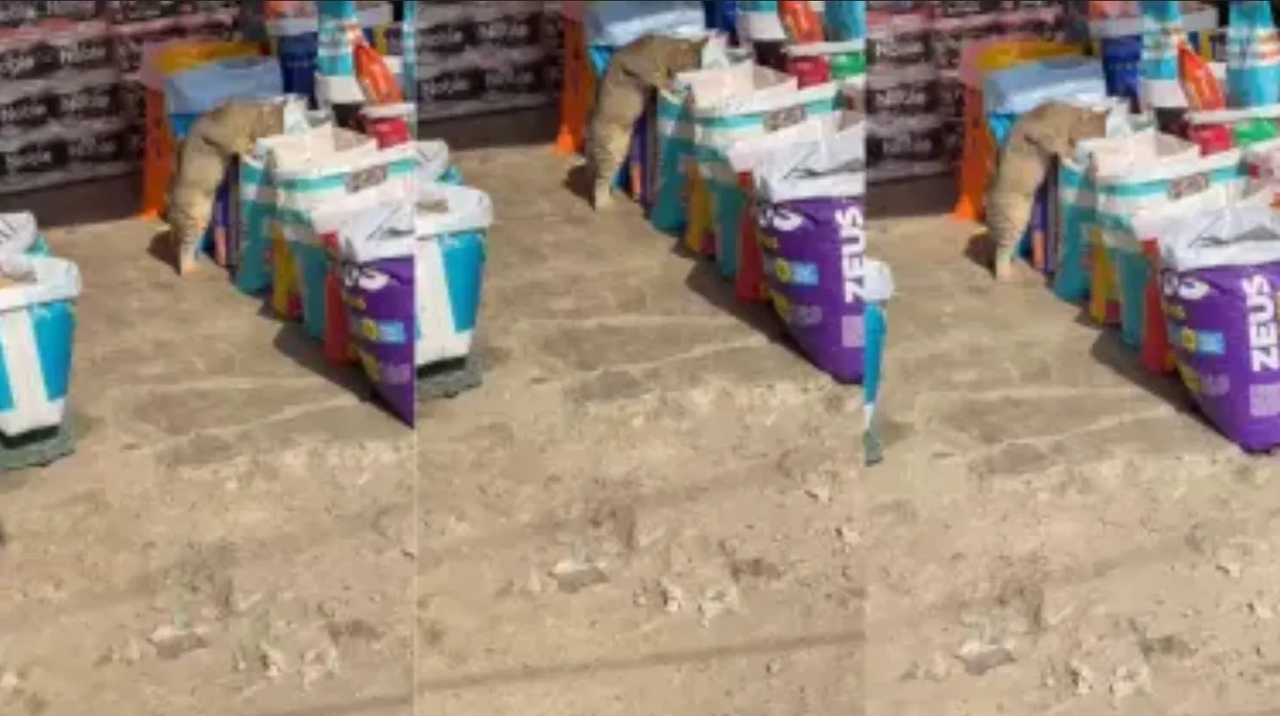 Gatito se hace viral al comer croquetas del saco en supermercado
