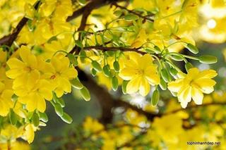 [Image: nhung-bai-thuyet-minh-ve-hoa-mai-ngay-te...w0k79m.jpg]