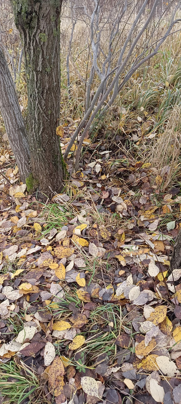 IMG 20251102 155811 570