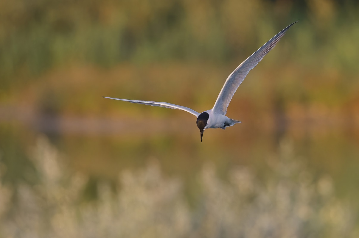 _D9A0344_DxO-1-DeNoiseAI-standard