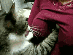 Aa.gif