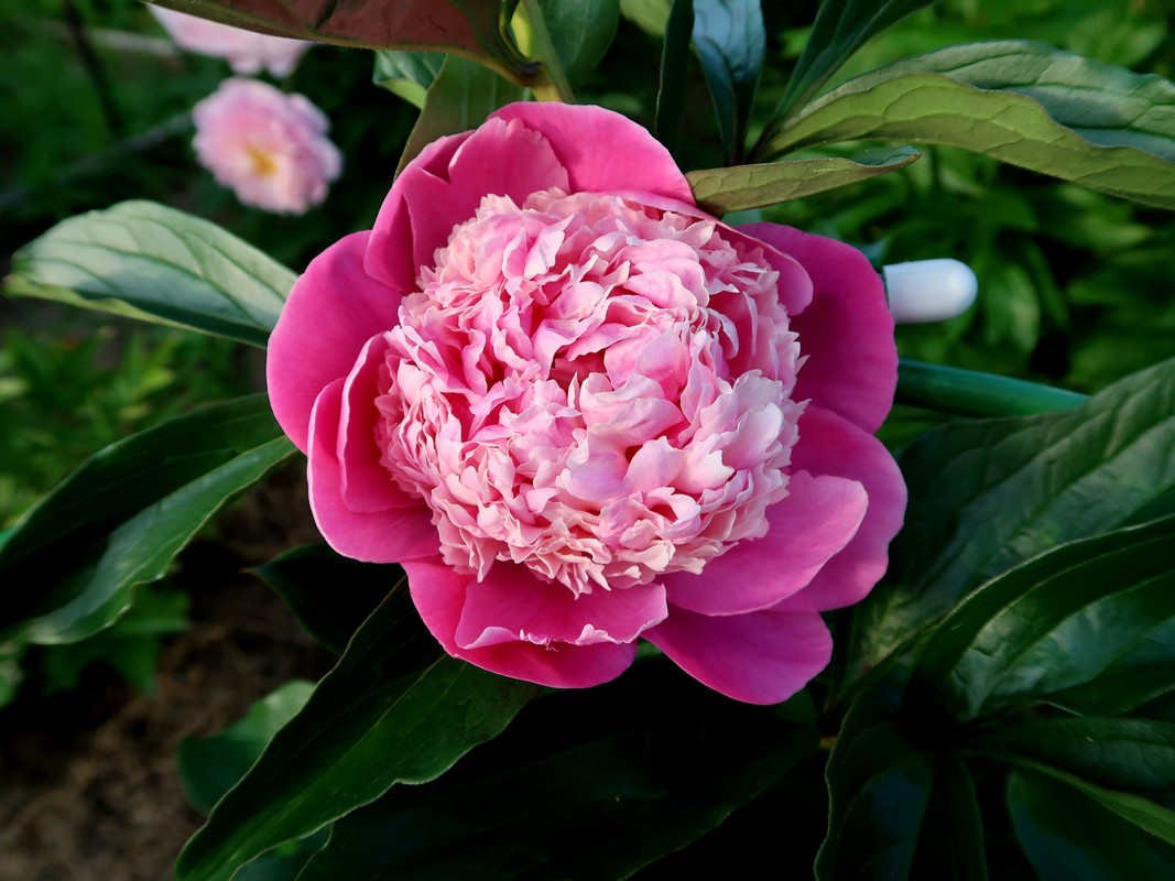 Пион Pink Derby 4