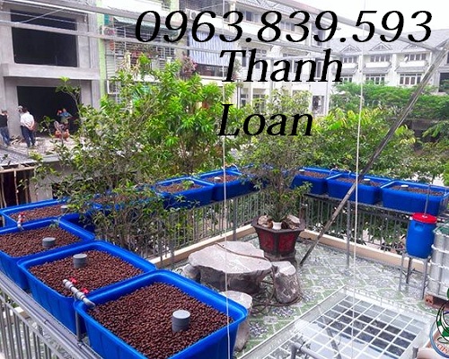 Thùng chữ nhật 750L nuôi cá, thùng nhựa dưỡng cá Koi cảnh / 0963.839.593 Ms.Loan Noi-ban-khay-nhua-bit-trong-rau-gia-re-1