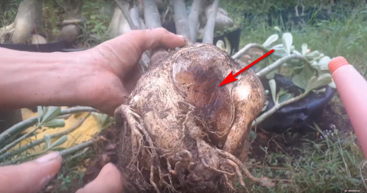 adenium-desert-rose-root-rot.jpg