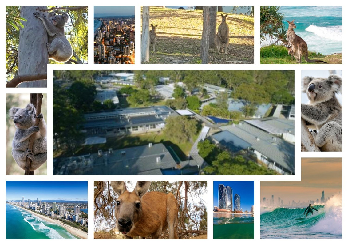 Collage showing kangaroos, koalas, and Coombabah State High School grounds showcasing our unique natural environment