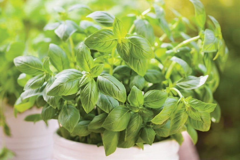 Develop Herbs and Eatable Plants