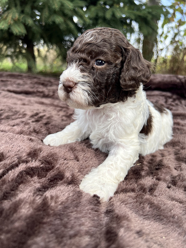 Lagotto Romagnolo female puppy for sale – Ideal Dale Energia – 27 days old – photo 2 – white and brown coat with beautiful markings