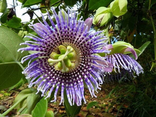 Passiflora-Ligularis aka Sweet-Granadilla.