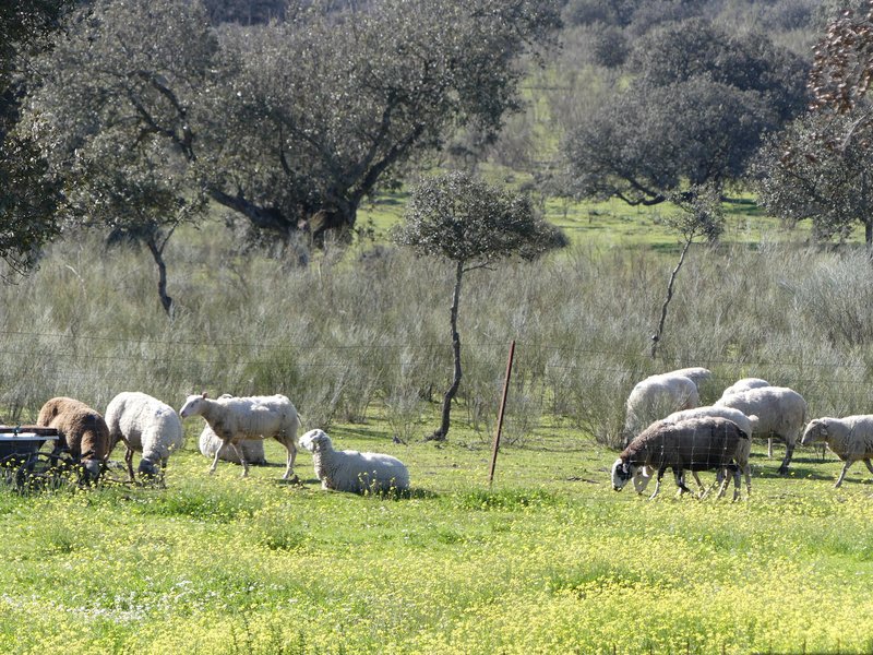 PARQUE NACIONAL DE MONFRAGÜE-2020/2023 - EXTREMADURA Y SUS PUEBLOS -2010-2023 (46)