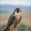 300MM BRID PHOTOGRAPHY