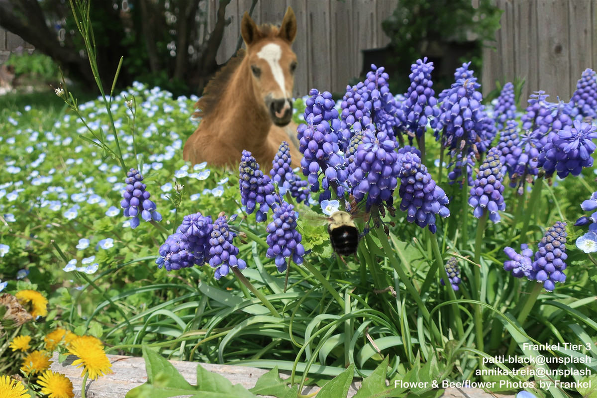 CCC-3-Foal-Bee-Grape-Hyacinths-Final-2