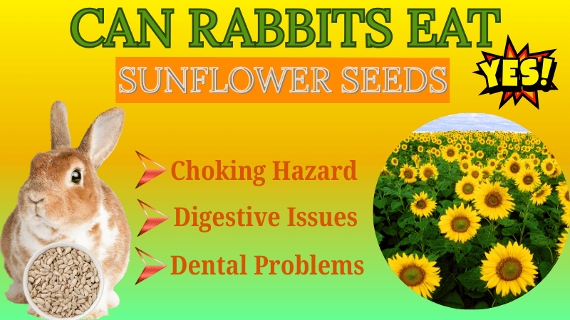 Can Rabbits Eat Sunflower Seeds or Not Can Rabbits Eat Sunflower Seeds or Not